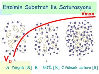 Enzimin Substrat ile Saturasyonu
                                     Vmax




V0
 A. Düşük [S] B. 50% [S] C.Yüksek, sature [S]
 
