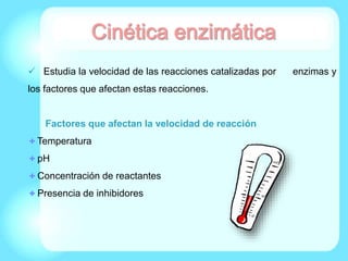  Estudia la velocidad de las reacciones catalizadas por enzimas y
los factores que afectan estas reacciones.
Factores que afectan la velocidad de reacción
Temperatura
pH
Concentración de reactantes
Presencia de inhibidores
 
