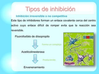 Tipos de inhibición
Inhibición irreversible o no competitiva
Este tipo de inhibidores forman un enlace covalente cerca del centro
activo cuyo enlace difícil de romper evita que la reacción sea
reversible.
Fluorofosfato de diisopropilo
Acetilcolinesterasa
Envenenamiento
Forma un complejo
Produciendo
 