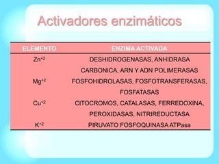 ELEMENTO ENZIMA ACTIVADA
Zn+2 DESHIDROGENASAS, ANHIDRASA
CARBONICA, ARN Y ADN POLIMERASAS
Mg+2 FOSFOHIDROLASAS, FOSFOTRANSFERASAS,
FOSFATASAS
Cu+2 CITOCROMOS, CATALASAS, FERREDOXINA,
PEROXIDASAS, NITRIREDUCTASA
K+2 PIRUVATO FOSFOQUINASA ATPasa
Activadores enzimáticos
 