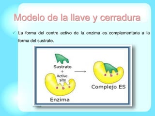Modelo de la llave y cerradura
 La forma del centro activo de la enzima es complementaria a la
forma del sustrato.
 