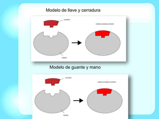 Modelo de llave y cerradura
Modelo de guante y mano
 