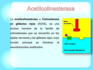  La acetilcolinesterasa o Colinesterasa
en glóbulos rojos (AChE), es una
enzima humana de la familia de
colinesterasas que se encuentra en los
tejidos nerviosos y los glóbulos rojos, cuya
función principal es hidrolizar al
neurotransmisor acetilcolina.
 