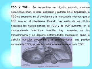 TGO Y TGP: Se encuentran en hígado, corazón, musculo
esquelético, riñón, cerebro, eritrocitos y pulmón. En el hepatocito, la
TGO se encuentra en el citoplasma y la mitocondria mientras que la
TGP solo en el citoplasma. Cuando hay lesión de las células
hepáticas los niveles séricos de TGO y de TGP aumenta, en la
mononucleosis infecciosa también hay aumento de las
transaminasas y en algunas enfermedades musculares como la
distrofia muscular progresiva y la dermatomiositis, que pueden
aumentar la TGO y provocar modificaciones mínimas de la TGP.
 