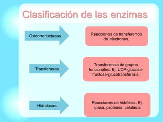 Clasificación de las enzimas
Reacciones de transferencia
de electrones.
Transferencia de grupos
funcionales. Ej. UDP-glucosa-
fructosa-glucotransferasa.
Reacciones de hidrólisis. Ej.
lipasa, proteasa, celulasa.
Oxidorreductasas
Transferasas
Hidrolasas
 