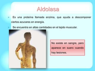 Aldolasa
 Es una proteína llamada enzima, que ayuda a descomponer
ciertos azucares en energía.
 Se encuentra en altas cantidades en el tejido muscular.
No existe en sangre, pero
aparece en suero cuando
hay lesiones.
 