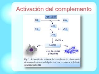 Activación del complemento
 