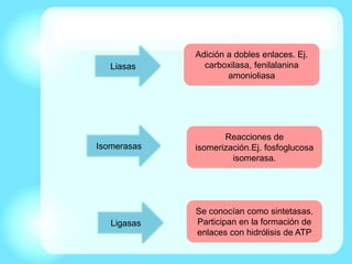 Liasas
Isomerasas
Ligasas
Adición a dobles enlaces. Ej.
carboxilasa, fenilalanina
amonioliasa
Reacciones de
isomerización.Ej. fosfoglucosa
isomerasa.
Se conocían como sintetasas.
Participan en la formación de
enlaces con hidrólisis de ATP
 