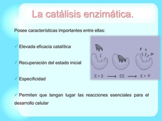 La catálisis enzimática.
Posee características importantes entre ellas:
 Elevada eficacia catalítica
 Recuperación del estado inicial
 Especificidad
 Permiten que tengan lugar las reacciones esenciales para el
desarrollo celular
 