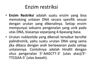 Enzim restriksi
• Enzim Restriksi adalah suatu enzim yang bisa
memotong untaian DNA secara spesifik sesuai
dengan urutan yang dikenalinya. Setiap enzim
mempunyai sekuens pengenalan yang unik pada
utas DNA, biasanya sepanjang 4-6pasang basa.
• Urutan nukleotida yang dikenali tersebut bersifat
palindromik, yaitu suatu urutan DNA yang sama
jika dibaca dengan arah berlawanan pada setiap
untaiannya. Contohnya adalah HindIII dengan
situs pengenalan 5’-AAGCTT-3’ (utas atas)/3’TTCGAA-5’ (utas bawah).

 