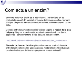 Com actua un enzim? El centre actiu d’un enzim és el lloc catalític, i per tant allà on es produeix la reacció. El substrat s’hi uneix de forma específica, formant enllaços temporals amb els aminoàcids que es troben en aquest centre actiu. L’encaix entre l’enzim i el substrat s’explica segons el  model de la clau i el pany . Segons aquest model només el substrat amb una forma específica i complementària al lloc actiu pot activar l’enzim. http://www.chem.ucsb.edu/~molvisual/ABLE/induced_fit/index.html El  model de l’encaix induït  explica millor com es produeix l’encaix entre l’enzim i el substrat. Segons aquest model el substrat indueix un canvi en l’estructura de l’enzim que promou la seva activació. 