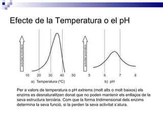 Efecte de la Temperatura o el pH Per a valors de temperatura o pH extrems (molt alts o molt baixos) els enzims es desnaturalitzen donat que no poden mantenir els enllaços de la seva estructura terciària. Com que la forma tridimensional dels enzims determina la seva funció, si la perden la seva activitat s’atura. 