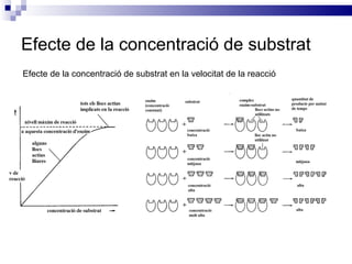 Efecte de la concentració de substrat Efecte de la concentració de substrat en la velocitat de la reacció 