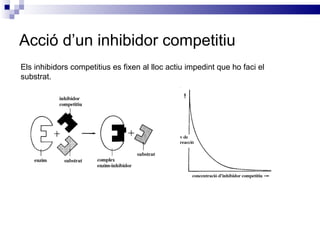 Acció d’un inhibidor competitiu Els inhibidors competitius es fixen al lloc actiu impedint que ho faci el substrat. 