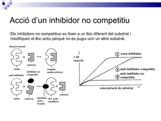 Acció d’un inhibidor no competitiu Els inhibidors no competitius es fixen a un lloc diferent del substrat i modifiquen el lloc actiu perquè no es pugui unir un altre substrat. 