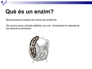 Què és un enzim? Bioquímicament parlant els enzims són proteïnes. Els enzims tenen activitat catalítica, és a dir, incrementen la velocitat de les reaccions químiques. 