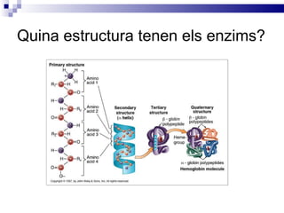 Quina estructura tenen els enzims? 