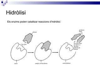 Hidròlisi Els enzims poden catalitzar reaccions d’hidròlisi: 