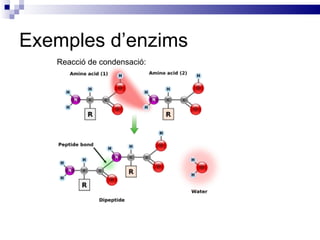 Exemples d’enzims Reacció de condensació: 