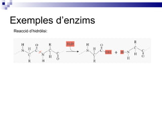 Exemples d’enzims Reacció d’hidròlisi: 