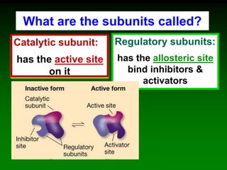 What are the subunits called?
Catalytic subunit:
has the active site
on it
Regulatory subunits:
has the allosteric site
bind inhibitors &
activators
 