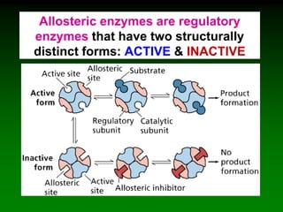 Allosteric enzymes are regulatory
enzymes that have two structurally
distinct forms: ACTIVE & INACTIVE
are regulatory enzymes that have two
structurally distinct forms:
are regulatory enzymes that have two
structurally distinct forms:
 