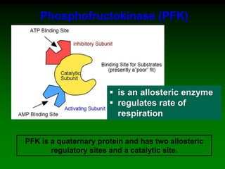 PFK is a quaternary protein and has two allosteric
regulatory sites and a catalytic site.
Phosphofructokinase (PFK)
 is an allosteric enzyme
 regulates rate of
respiration
 