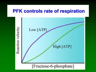 PFK controls rate of respiration
 