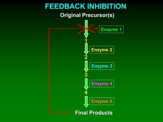 FEEDBACK INHIBITION
Original Precursor(s)
Enzyme 1
Enzyme 2
Enzyme 3
Enzyme 4
Enzyme 5
1
2
3
Final Products
 