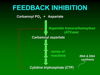 FEEDBACK INHIBITION
Carbamoyl PO4 + Aspartate
Carbamoyl aspartate
Aspartate transcarbamoylase
(ATCase)
series of
reactions
Cytidine triphosphate (CTP)
RNA & DNA
synthesis
 