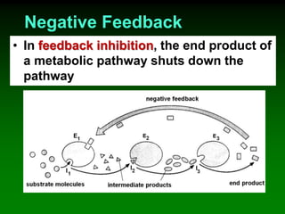 Negative Feedback
• In feedback inhibition, the end product of
a metabolic pathway shuts down the
pathway
 