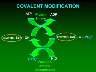 COVALENT MODIFICATION
ATP ADP
ENZYME- Ser -- OH
HPO4
= H2O
Protein
kinase
Phospho-
protein
phosphatase
ENZYME- Ser – O – PO3
2-
 
