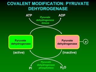 COVALENT MODIFICATION: PYRUVATE
DEHYDROGENASE
Pyruvate
dehydrogenase
Pyruvate
dehydrogenase
P
Pyruvate
dehydrogenase
kinase
ATP ADP
Pyruvate
dehydrogenase
phosphatasePi H2O
(inactive)(active)
 