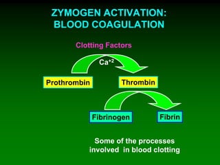 ZYMOGEN ACTIVATION:
BLOOD COAGULATION
Clotting Factors
Prothrombin Thrombin
Fibrinogen Fibrin
Ca+2
Some of the processes
involved in blood clotting
 