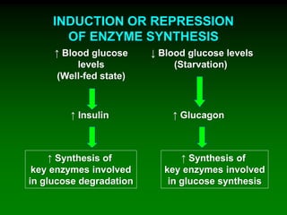 INDUCTION OR REPRESSION
OF ENZYME SYNTHESIS
↑ Blood glucose
levels
(Well-fed state)
↑ Insulin
↑ Synthesis of
key enzymes involved
in glucose degradation
↓ Blood glucose levels
(Starvation)
↑ Glucagon
↑ Synthesis of
key enzymes involved
in glucose synthesis
 