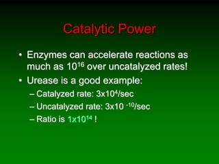 Catalytic Power
• Enzymes can accelerate reactions as
much as 1016 over uncatalyzed rates!
• Urease is a good example:
– Catalyzed rate: 3x104/sec
– Uncatalyzed rate: 3x10 -10/sec
– Ratio is 1x1014 !
 