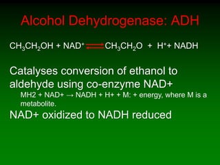 Alcohol Dehydrogenase: ADH
CH3CH2OH + NAD+ CH3CH2O + H++ NADH
Catalyses conversion of ethanol to
aldehyde using co-enzyme NAD+
MH2 + NAD+ → NADH + H+ + M: + energy, where M is a
metabolite.
NAD+ oxidized to NADH reduced
 