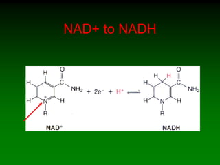 NAD+ to NADH
 