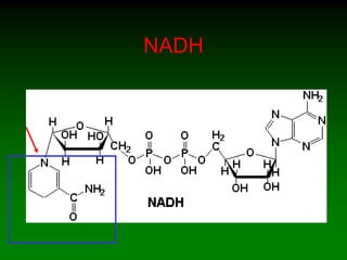 NADH
 