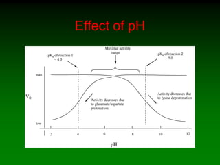 Effect of pH
V0
pH
pKa of reaction 1
~ 4.0
pKa of reaction 2
~ 9.0
2 124 6 8 10
max
low
Activity decreases due
to lysine deprotonation
Activity decreases due
to glutamate/aspartate
protonation
Maximal activity
range
 