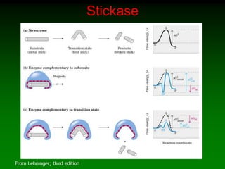 Stickase
From Lehninger; third edition
 