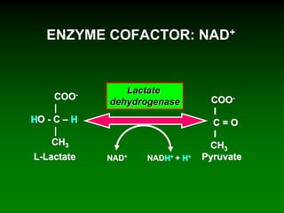 ENZYME COFACTOR: NAD+
COO-
|
HO - C – H
|
CH3
COO-
I
C = O
I
CH3
Lactate
dehydrogenase
L-Lactate PyruvateNAD+ NADH+ + H+
 