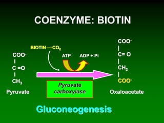 COENZYME: BIOTIN
Pyruvate
Gluconeogenesis
Oxaloacetate
ATP ADP + Pi
Pyruvate
carboxylase
CO2BIOTIN
COO-
I
C =O
I
CH3
COO-
|
C= O
|
CH2
|
COO-
 