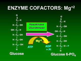 ENZYME COFACTORS: Mg+2
Glucose Glucose 6-PO4
Hexokinase
Glucokinase
ATP ADP
+ Pi
Mg+2
O
||
C1 - H
|
H - C2 - OH
|
OH - C3 - H
|
H - C4 - OH
|
H - C5 - OH
|
H - C6 – OH
|
H
O
||
C1 - H
|
H - C2 - OH
|
OH - C3 - H
|
H - C4 - OH
|
H - C5 - OH
|
H - C6 - O – P
|
H
 