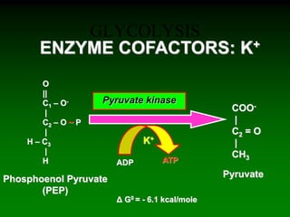 GLYCOLYSIS
COO-
|
C2 = O
|
CH3
O
||
C1 – O-
|
C2 – O ~ P
|
H – C3
|
H
Phosphoenol Pyruvate
(PEP)
Pyruvate
ADP ATP
K+
Δ G0 = - 6.1 kcal/mole
ENZYME COFACTORS: K+
Pyruvate kinase
 