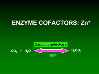 ENZYME COFACTORS: Zn+
CO2 + H2O H2CO3
Carbonic anhydrase
Zn+2
 