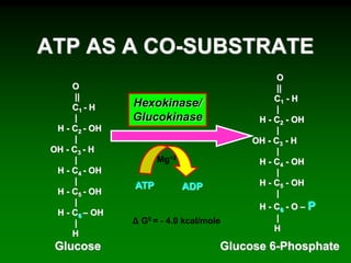 Hexokinase/
Glucokinase
ATP ADP
Δ G0 = - 4.0 kcal/mole
O
||
C1 - H
|
H - C2 - OH
|
OH - C3 - H
|
H - C4 - OH
|
H - C5 - OH
|
H - C6 – OH
|
H
Glucose
O
||
C1 - H
|
H - C2 - OH
|
OH - C3 - H
|
H - C4 - OH
|
H - C5 - OH
|
H - C6 - O – P
|
H
Glucose 6-Phosphate
ATP AS A CO-SUBSTRATE
Mg+2
 