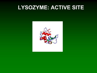 LYSOZYME: ACTIVE SITE
 