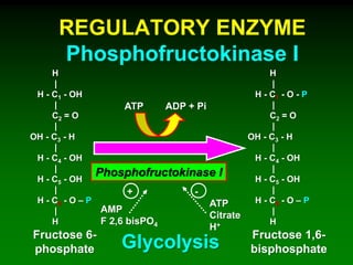REGULATORY ENZYME
Phosphofructokinase I
Fructose 6-
phosphate
Fructose 1,6-
bisphosphate
ATP ADP + Pi
Phosphofructokinase I
Glycolysis
H
|
H - C1 - OH
|
C2 = O
|
OH - C3 - H
|
H - C4 - OH
|
H - C5 - OH
|
H - C6 - O – P
|
H
H
|
H - C1 - O - P
|
C2 = O
|
OH - C3 - H
|
H - C4 - OH
|
H - C5 - OH
|
H - C6 - O – P
|
H
AMP
F 2,6 bisPO4
ATP
Citrate
H+
+ -
 