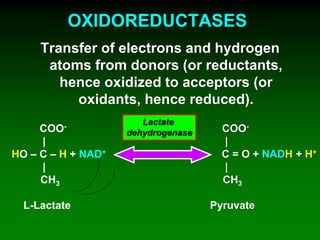 OXIDOREDUCTASES
Transfer of electrons and hydrogen
atoms from donors (or reductants,
hence oxidized to acceptors (or
oxidants, hence reduced).
COO-
|
HO – C – H + NAD+
|
CH3
L-Lactate
COO-
|
C = O + NADH + H+
|
CH3
Pyruvate
Lactate
dehydrogenase
 
